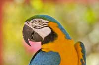 Papagei im Kleintierzoo auf St. Maarten
